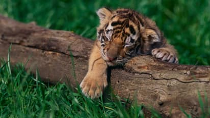 বাঘের 'বাহার' রয়েছে, কিন্তু তারা কি আদৌ নিরাপদ, শাবকের মৃত্যুতে উঠছে প্রশ্ন
