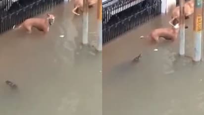 প্রবল বর্ষায় রাজপথে কুকুর-কুমিরের সহাবস্থান, ভিডিও ভাইরাল নেট দুনিয়ায়
