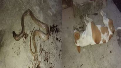 मालिक को बचाने के लिए सांप से भिड़ गया कुत्ता, ऐसी हालत में मिली बॉडी