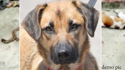 പൂട്ടിയിടാത്ത വളര്ത്തുനായ്ക്കള് ജനങ്ങള്ക്ക് ഭീഷണിയെന്ന് പരാതി; ഉടമസ്ഥന് കൈപ്പറ്റാത്ത നോട്ടീസ് ഡോറില് പതിപ്പിച്ച് ഗ്രാമപഞ്ചായത്ത്