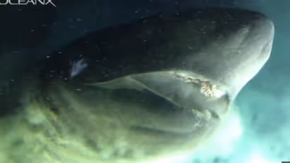 ഗവേഷകര് സഞ്ചരിച്ച മുങ്ങിക്കപ്പലിനെക്കാള് രണ്ടിരട്ടി വലുപ്പമുളള സ്രാവ് തൊട്ടടുത്ത്; ഭീതിപരത്തുന്ന ദൃശ്യങ്ങള്