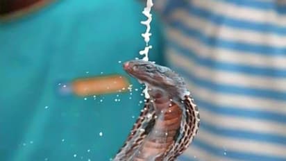 ২ অগাষ্ট মঙ্গলবার নাগপঞ্চমী তিথি, জেনে নিন এদিনে কি করবেন আর কি করবেন না