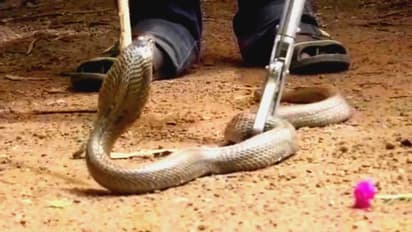 పార్సిల్ ఓపెన్ చేస్తే... బుసలుకొట్టే పాము ఉంది