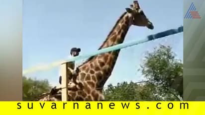 ಕುಡಿದ ಅಮಲಿನಲ್ಲಿ ಬೇಲಿ ಹಾರಿ ಜಿರಾಫೆ ಏರಿ ಕೂತ!