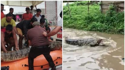 Vadodara rains: 35 crocodiles rescued since July 31 downpour