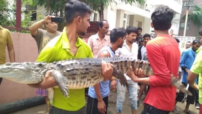 VIDEO: पहले बाढ़, अब सड़क पर कुत्तों की तरह घूम रहे मगरमच्छ