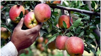 రోజూ ఓ యాపిల్... ఆ సమస్య రాదట