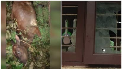 കാസർകോട് ഇടിമിന്നലേറ്റ് വീട് തകർന്നു; വളർത്തുമൃഗങ്ങൾക്ക് ദാരുണാന്ത്യം