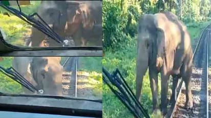 ആനയ്ക്ക് പോകാന് തീവണ്ടി നിര്ത്തി ലോക്കോ പൈലറ്റുമാര്; പിന്നീട് നടന്നത്, അമ്പരപ്പിക്കുന്ന വീഡിയോ