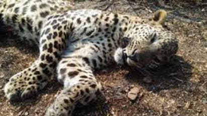 ಕನ್ನಮೇಡಿ ಬೆಟ್ಟದಲ್ಲಿ ಚಿರತೆ ಮೃತದೇಹ ಪತ್ತೆ