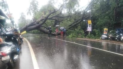 കോഴിക്കോട് മരം കടപുഴകി വീണു; ദേശീയ പാതയില് ഗതാഗതം തടസപ്പെട്ടു
