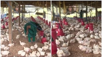 പഴകിയ ചിക്കന് 'ബെെ ബെെ';ഫ്രഷ് ചിക്കന് കുടുംബശ്രീയുടെ 'ബെെബാക്ക്' പദ്ധതി