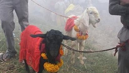 ಮಂಗಳೂರು: ಹಬ್ಬ ಹರಿದಿನಗಳಲ್ಲಿ ಪ್ರಾಣಿ ಬಲಿ ನಿಷೇಧ