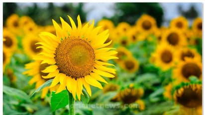 മൂന്നാറിന്റെ തണുത്ത മണ്ണിലും പൊന്നു വിളയിക്കാൻ സൂര്യകാന്തി