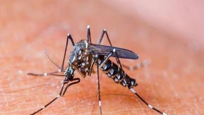 ಮಂಗಳೂರು: ಡೆಂಘೀ ಜ್ವರಕ್ಕೆ ಯುವಕ ಬಲಿ