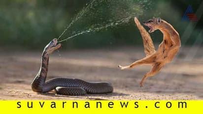 ಕಾಳಿಂಗ ಸರ್ಪಕ್ಕೂ ಮನುಷ್ಯರಿಗೂ ಏನೀ ಸಂಬಂಧ?