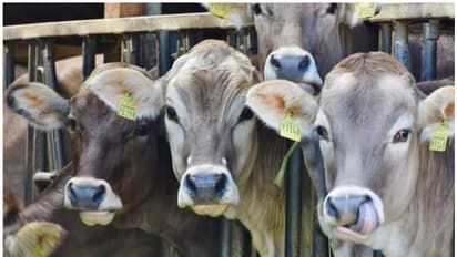 ബിജെപി നേതാവ് നടത്തുന്ന ഗോശാലയില് പശുക്കള് കൂട്ടത്തോടെ ചത്ത നിലയില്; കേസെടുത്ത് പൊലീസ്