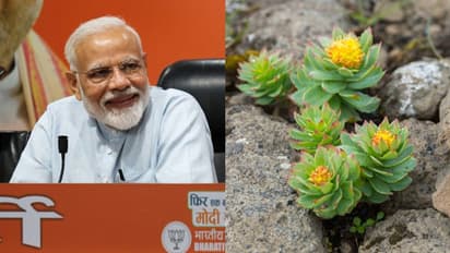 মোদীর মুখে লাদাখের এই ছোট্ট গাছের নাম, বিজ্ঞানীরা বলছেন সঞ্জীবনী সুধা