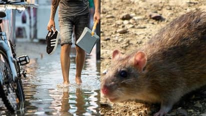 സംസ്ഥാനം പകർച്ചവ്യാധികളുടെ പിടിയിൽ; എലിപ്പനി മരണം 14 ആയി ഉയർന്നു; നാല് മാസത്തിനിടെ രോഗബാധയേറ്റത് 492 പേർക്ക്