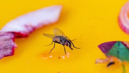 ഈച്ചശല്യം അകറ്റാൻ ഇതാ ചില എളുപ്പ വഴികൾ...