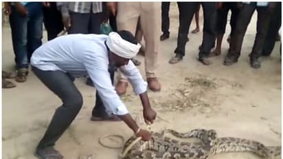 अजब गजब: बकरे की तरह अजगर बंधा खूंटे से, देखें तस्वीरें