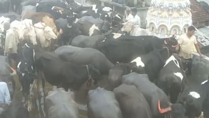 ಸಂತ್ರಸ್ತರಿಗೆ ನೆರವು ನೀಡಿದ್ದಾಯ್ತು, ಈಗ ಜಾನುವಾರುಗಳಿಗೂ ಬೇಕು ನೆರವು