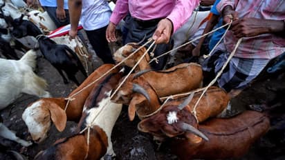ബലിപെരുന്നാളിന് ശേഷവും മൃഗബലി സംബന്ധിച്ച ചര്ച്ചകള്
