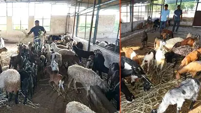 Bakrid 2019: In PM Modi’s Vadodara constituency, Jain group buys 100 goats, sheep; saves them from slaughterhouses
