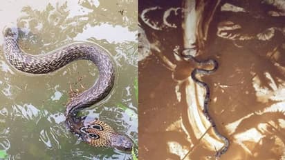 പ്രളയജലത്തില് നിന്നും പാമ്പ് കടിയേറ്റാല് എന്ത് ചെയ്യണം; ശ്രദ്ധിക്കേണ്ട കാര്യങ്ങൾ