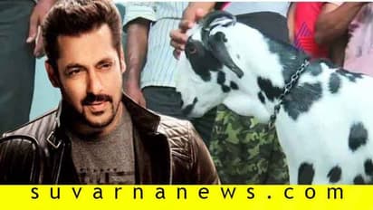 ಬಕ್ರೀದ್ ದಿನ ಕುರಿ ‘ಸಲ್ಮಾನ್ ಖಾನ್’ ಗೆ ಫುಲ್ ಡಿಮ್ಯಾಂಡ್!