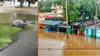 Crocodiles in floodwaters: Trying to catch deadly creatures might leave you handicapped; here's what you need to do