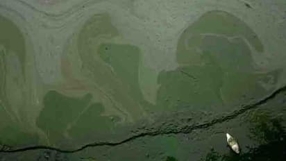 വളര്‍ത്തുമൃഗങ്ങള്‍ക്ക് മരണക്കെണിയായി തടാകം; പരിശോധനയില്‍ കണ്ടെത്തിയത് അപ്രതീക്ഷിത 'വില്ലനെ'