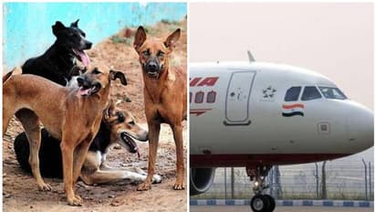 വിമാനത്തെയും 'തടഞ്ഞ്' തെരുവ് നായ്ക്കള്; ദുരന്തമൊഴിവായത് തലനാരിഴക്ക്