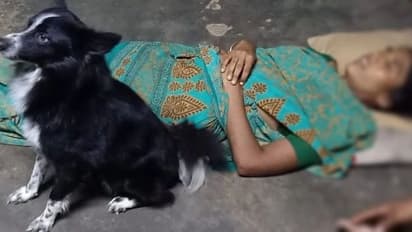 எஜமானரின் உடலை சுத்தி சுத்தி வந்த நாய் - வளர்த்த பாசத்தில் நிகழ்ந்த நெகிழ்ச்சியான சம்பவம் ..