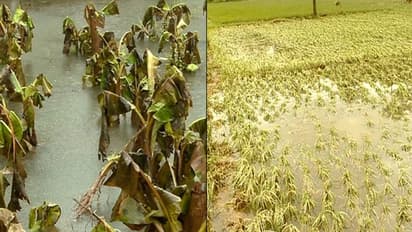 പ്രളയ ബാധിത മേഖലകളിലെ കാർഷിക വായ്പാ മൊറട്ടോറിയം നീട്ടി