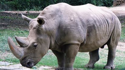 ಮೈಸೂರು ಝೂಗೆ ವಿಮಾನದಲ್ಲಿ ಬಂದ ಬಿಳಿ ಘೇಂಡಾಮೃಗ