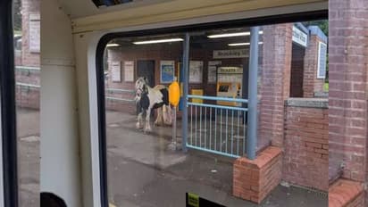 इस घोड़े को मेट्रो से करना था ट्रैवल, प्लेटफॉर्म पर आकर किया ऐसा काम