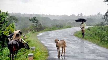 ಚಿಕ್ಕಮಗಳೂರು: ಜಿಲ್ಲೆಯಲ್ಲಿ ಬಿಡುವು ಕೊಟ್ಟ ಮಳೆ