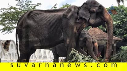 ಬಡಕಲು ಆನೆ ಬಳಸಿ ಶ್ರೀಲಂಕಾದಲ್ಲಿ ಪರೇಡ್!