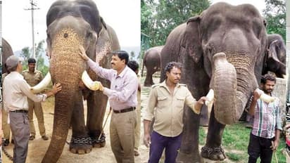 ಮೈಸೂರು ದಸರಾ ಜಂಬೂಸವಾರಿಗೆ ಈ ವರ್ಷ 2 ಹೊಸ ಆನೆ