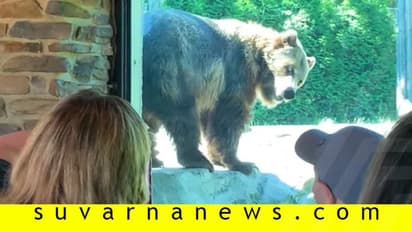 ಬಾಲಕನನ್ನು ನೋಡಿ ಸೊಂಟ ಬಳುಕಿಸಿ ಡಾನ್ಸ್ ಮಾಡಿದ ಕರಡಿ!