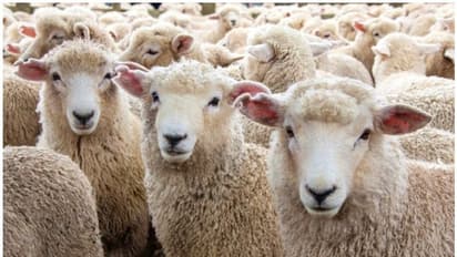 ವಿಷಪೂರಿತ ಬಳ್ಳಿ ಸೇವಿಸಿ 30ಕ್ಕೂ ಹೆಚ್ಚು ಕುರಿಗಳು ಸಾವು