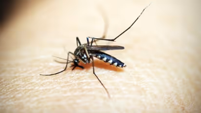 കൊതുകിനെ പൂര്ണമായും ഇല്ലാതാക്കണോ? വീട്ടില് പരീക്ഷിക്കാം ചില പൊടിക്കൈകള്...