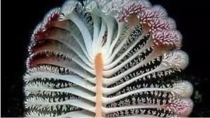 ಹಿಮಾಲಯದಲ್ಲಿ 36 ವರ್ಷಕ್ಕೊಮ್ಮೆ ಅರಳುವ ನಾಗಪುಷ್ಪ ಪತ್ತೆ!