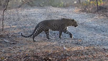 പരിക്കേറ്റ പുള്ളിപ്പുലിയുടെ ഫോട്ടോയെടുക്കാന് തിരക്കുകൂട്ടി; പിന്നെ സംഭവിച്ചത്...