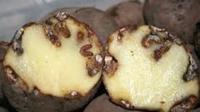 ಚಿಕ್ಕಮಗಳೂರು: ಬಿಡದೆ ಸುರಿಯುತ್ತಿರುವ ಮಳೆಯಿಂದ ಬೆಳೆಗೆ ಕೀಟ ಬಾಧೆ