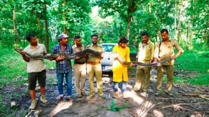 লোকালয়ে চলে এল ১৪ ফুটের পাইথন, উদ্ধারে বনদফতরের কর্মীরা