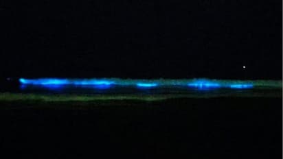 ಬೀಚ್’ನಲ್ಲಿ ವಿಚಿತ್ರ ನೀಲಿ ಬಣ್ಣ: ನೋಡಿದವರೆಲ್ಲಾ ಕೇಳಿದರು ಇದೇನಣ್ಣ?