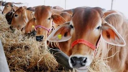 ഗോ സംരക്ഷണത്തില് വീഴ്ച വരുത്തി; യുപിയില് ജില്ലാ മജിസ്ട്രേറ്റടക്കം അഞ്ച് ഉദ്യോഗസ്ഥര്ക്ക് സസ്പെന്ഷന്