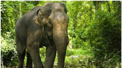 ಆನೆಗಳ ಸರಣಿ ಸಾವು: ಅಧ್ಯಯನಕ್ಕೆ ಸರ್ಕಾರದ ನಿಲುವು ಕೇಳಿದ ಹೈಕೋರ್ಟ್